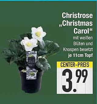Christrose "Christmas Carol" mit weißen Blüten und Knospen besetzt, je 11cm Topf