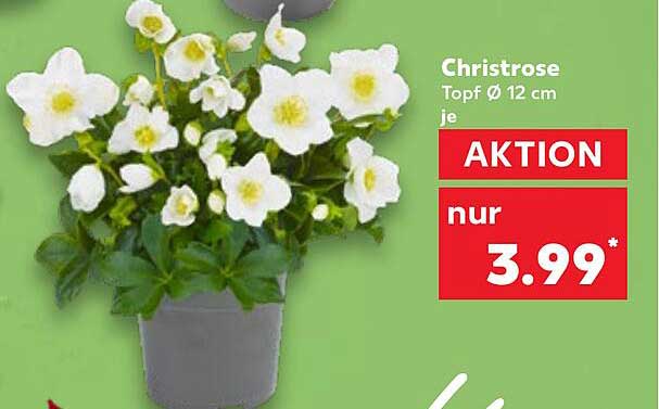 Christrose Topf Ø 12 cm je