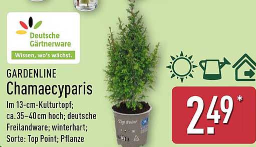 GARDENLINE Chamaecyparis - 13-cm-Kulturtopf