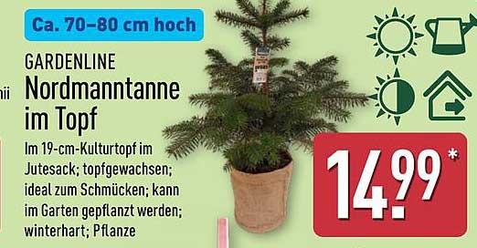 GARDENLINE Nordmanntanne im Topf