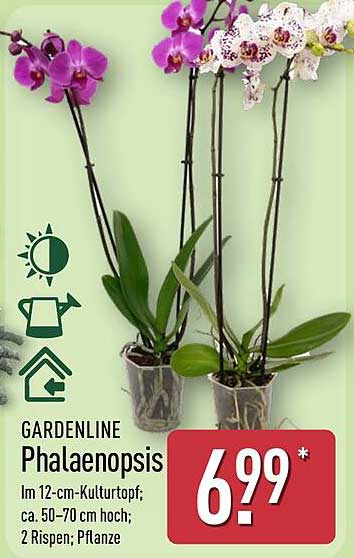 GARDENLINE Phalaenopsis - Eine Blütenpracht für Ihr Zuhause