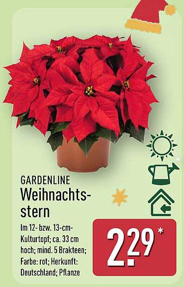 GARDENLINE Weihnachtsstern