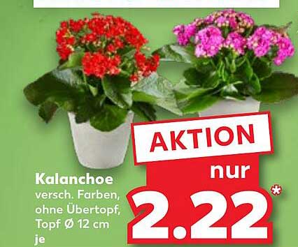 Kalanchoe in verschiedenen Farben, ohne Übertopf, Topf Ø 12 cm