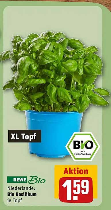 REWE Bio Basilikum XL Topf