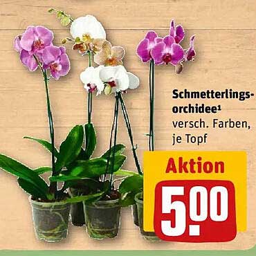 Schmetterlingsorchidee – verschiedene Farben, je Topf