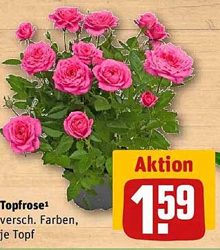 Topfrose in verschiedenen Farben – nur 1,59 €
