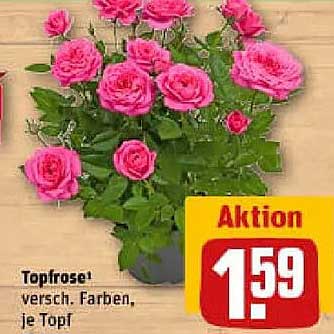 Topfrose, verschiedene Farben, je Topf