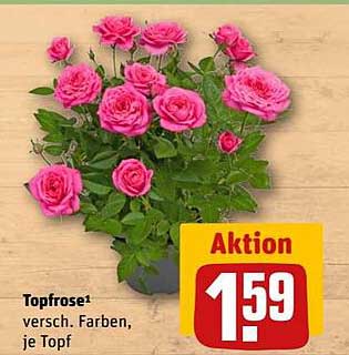 Topfrose – verschiedene Farben, je Topf