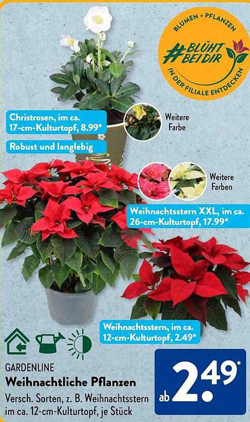 Weihnachtliche Pflanzen - Weihnachtsstern, im ca. 12-cm-Kulturtopf, je Stück