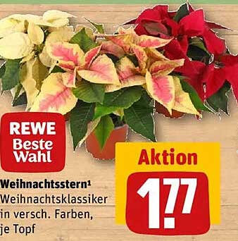 Weihnachtsstern in verschiedenen Farben, je Topf