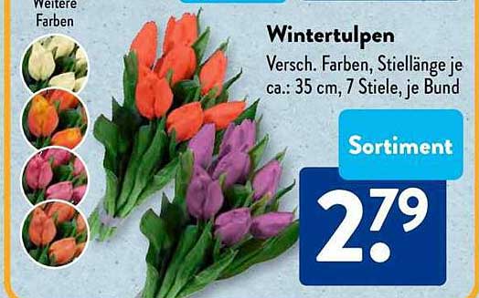 Wintertulpen - Verschiedene Farben, 7 Stiele je Bund