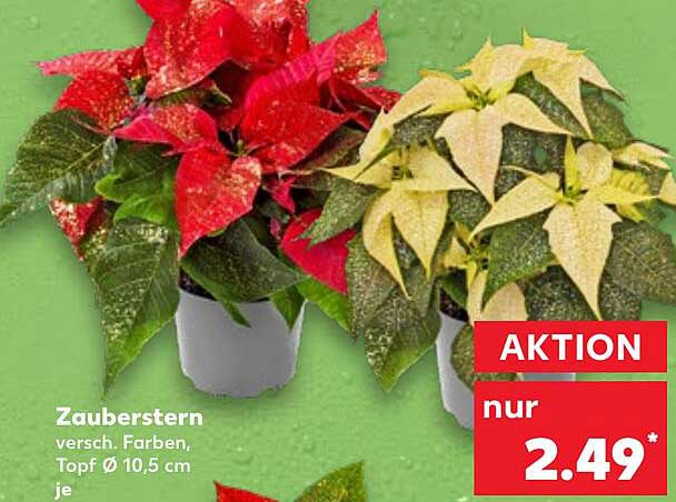 Zauberstern – verschiedene Farben, Topf Ø 10,5 cm je