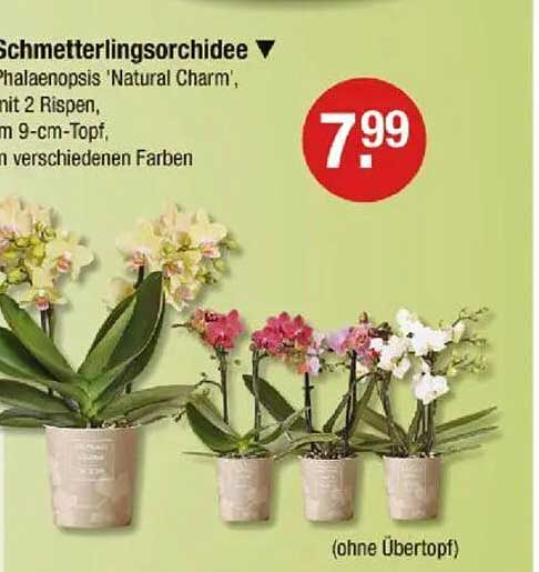 Schmetterlingsorchidee Phalaenopsis 'Natural Charm' im 9-cm-Topf