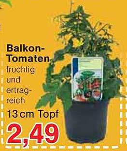 Balkon-Tomaten 13 cm Topf - fruchtig und ertragreich