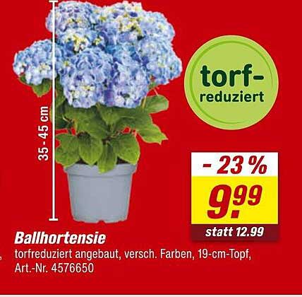 Ballhortensie - torfreduziert, verschiedene Farben, 19-cm-Topf