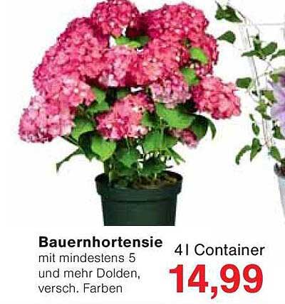 Bauernhortensie mit mindestens 5 und mehr Dolden, verschiedenfarbig