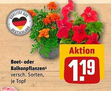 Beet- oder Balkonpflanzen – verschiedene Sorten, je Topf