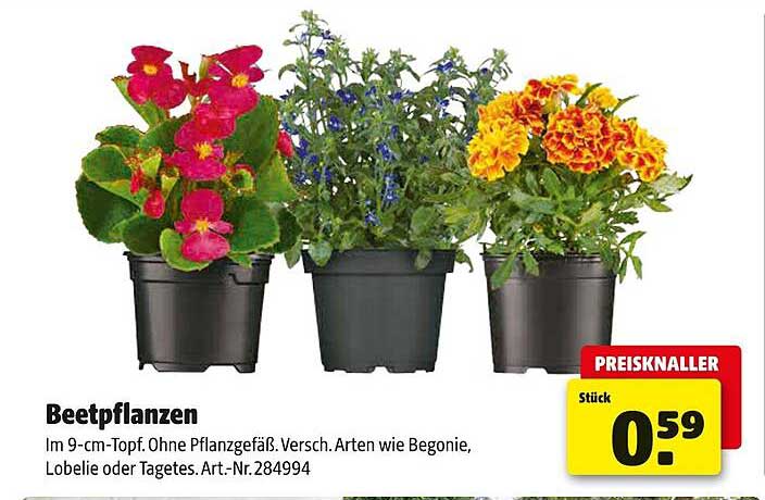 Beetpflanzen im 9-cm-Topf – Verschiedene Arten