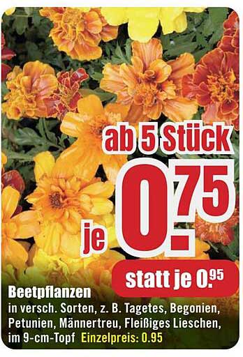 Beetpflanzen in verschiedenen Sorten ab 5 Stück nur 0,75 € je Stück