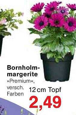 Bornholm-Margerite »Premium«, versch. Farben, 12 cm Topf