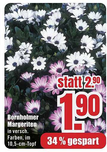 Bornholmer Margeriten in verschiedenen Farben im 10,5-cm-Topf
