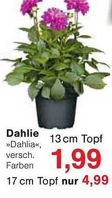 Dahlie »Dahlia«, 13 cm Topf für nur 1,99 €