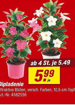Dipladenie - attraktive Blüten in verschiedenen Farben