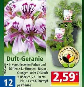 Duft-Geranie in verschiedenen Farben und Düften