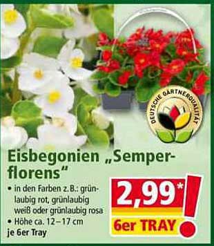 Eisbegonien „Semperflorens“ im 6er Tray