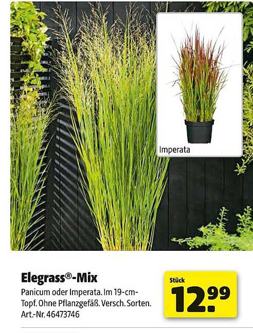 Elegrass®-Mix - Panicum oder Imperata im 19-cm-Topf