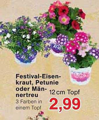 Festival-Eisenkraut, Petunie oder Männertreu 12 cm Topf