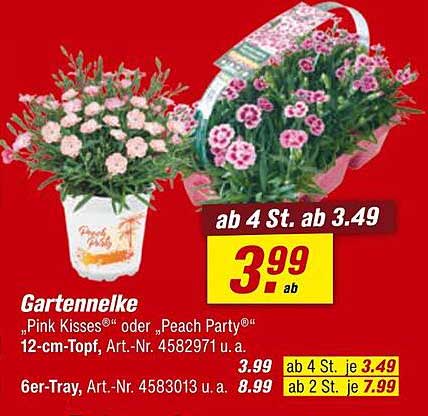 Gartennelke "Pink Kisses®" oder "Peach Party®" – 12-cm-Topf
