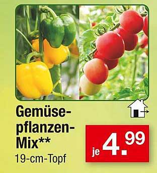Gemüsepflanzen-Mix** 19-cm-Topf