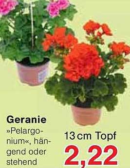 Geranie »Pelargonium«, hängend oder stehend 13 cm Topf