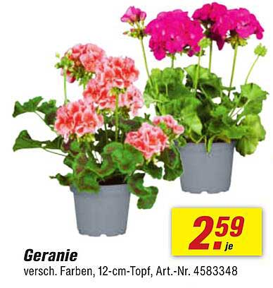 Geranie – verschiedene Farben, 12-cm-Topf