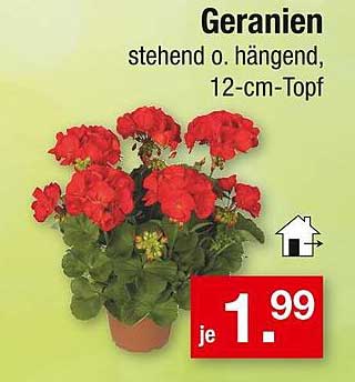 Geranien stehen oder hängen, 12-cm-Topf