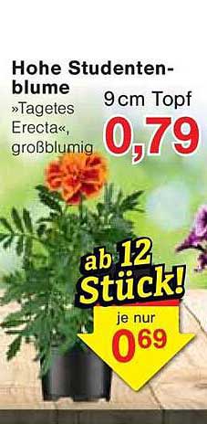 Hohe Studentenblume »Tagetes Erecta«, 9 cm Topf