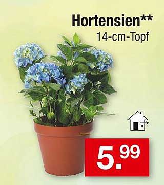 Hortensien 14-cm-Topf