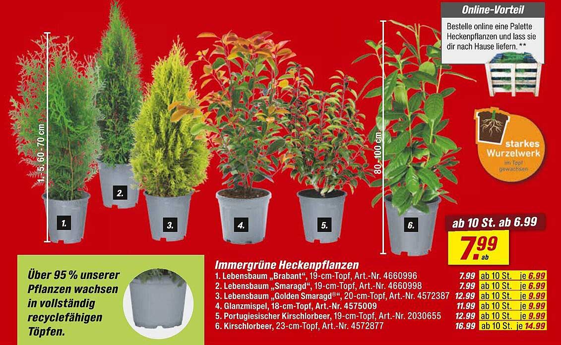 Immmergrüne Heckenpflanzen ab 6,99 € bei toom Baumarkt