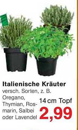 Italienische Kräuter verschieden Sorten, z. B. Oregano, Thymian, Rosmarin, Salbei oder Lavendel