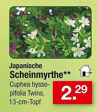 Japanische Scheinmyrthe**, Cuphea hyssopifolia Twins, 13-cm-Topf
