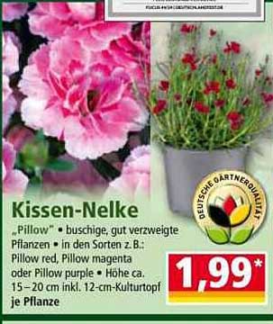 Kissen-Nelke - buschige, gut verzweigte Pflanzen