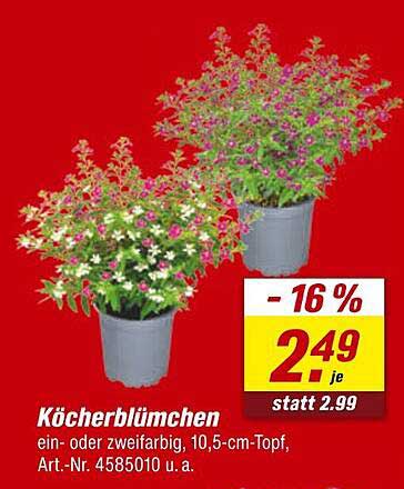 Köcherblümchen ein- oder zweifarbig, 10,5-cm-Topf
