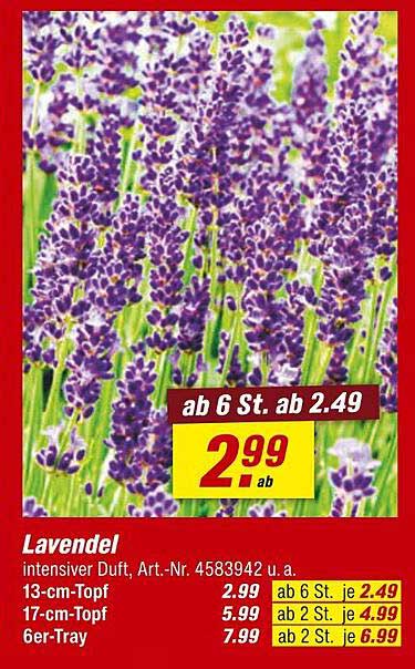 Lavendel - intensiver Duft, Art.-Nr. 4583942