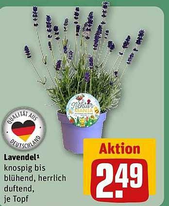 Lavendel – knospig bis blühend, herrlich duftend, je Topf