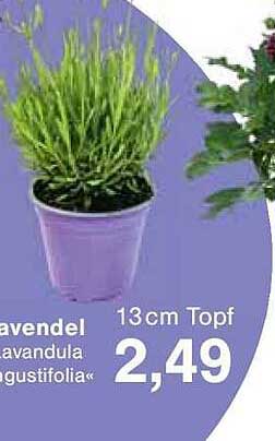 Lavendel "Lavandula angustifolia" 13 cm Topf