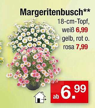 Margeritenbusch 18-cm-Topf, weiß 6,99, gelb, rot o. rosa 7,99
