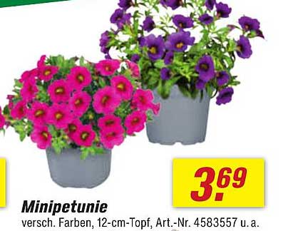 Minipetunie, verschiedene Farben, 12-cm-Topf, Art.-Nr. 4583557