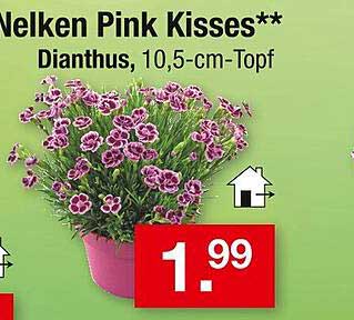 Nelken Pink Kisses – Dianthus, 10,5-cm-Topf