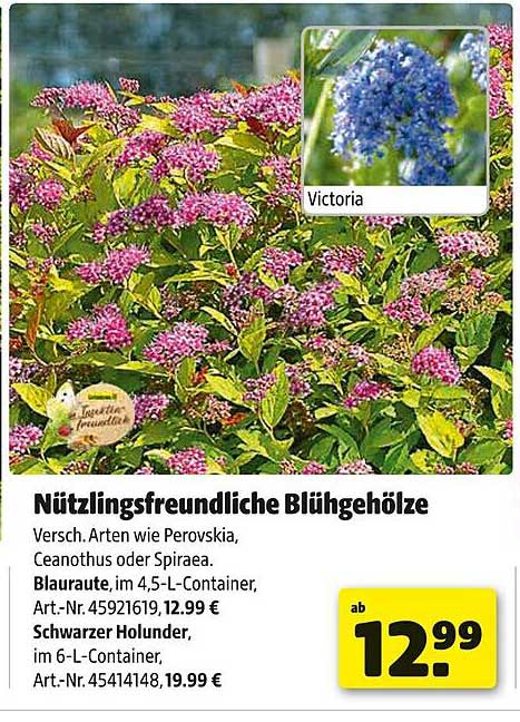 Nützlingsfreundliche Blühgehölze - Verschiedene Arten wie Perovskia, Ceanothus oder Spiraea
